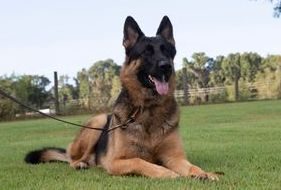 Nesara German Shepherd